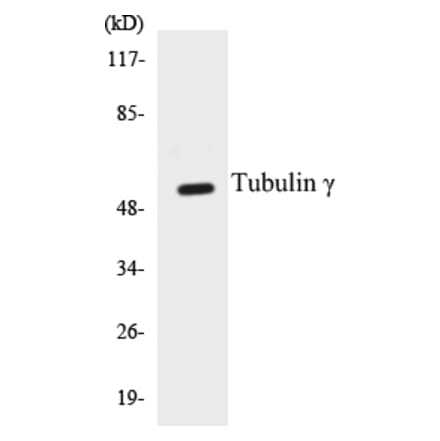 Western Blot - Tubulin gamma Cell Based ELISA Kit (CB5710) - Antibodies.com