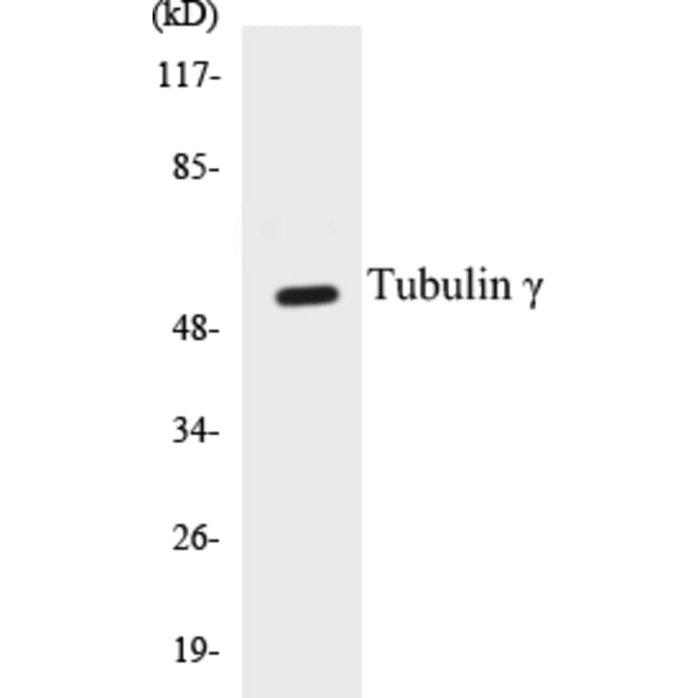 Western Blot - Tubulin gamma Cell Based ELISA Kit (CB5710) - Antibodies.com
