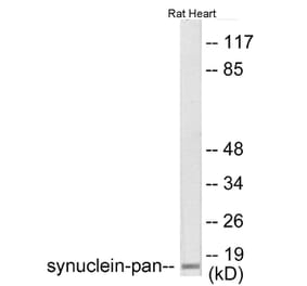 Western Blot - Synuclein-pan Cell Based ELISA Kit (CB6158) - Antibodies.com