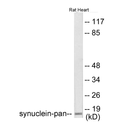 Western Blot - Synuclein-pan Cell Based ELISA Kit (CB6158) - Antibodies.com