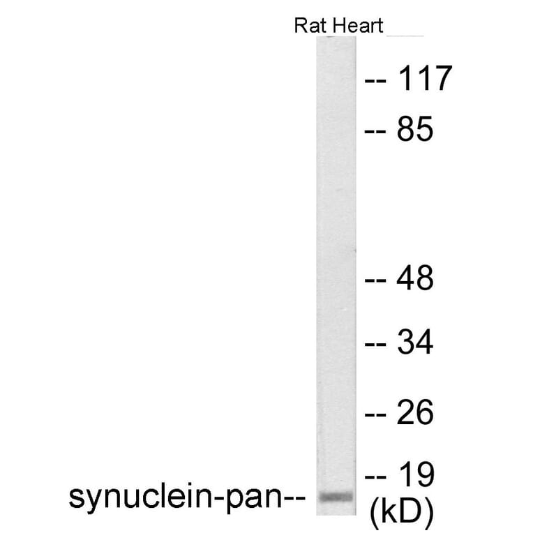 Western Blot - Synuclein-pan Cell Based ELISA Kit (CB6158) - Antibodies.com