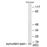 Western Blot - Synuclein-pan Cell Based ELISA Kit (CB6158) - Antibodies.com