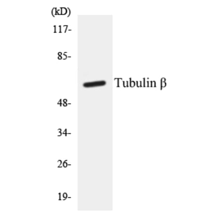 Western Blot - beta Tubulin Cell Based ELISA Kit (CB5709) - Antibodies.com