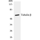 Western Blot - beta Tubulin Cell Based ELISA Kit (CB5709) - Antibodies.com