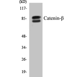 Western Blot - beta Catenin Cell Based ELISA Kit (CB5106) - Antibodies.com