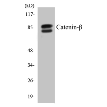 Western Blot - beta Catenin Cell Based ELISA Kit (CB5106) - Antibodies.com