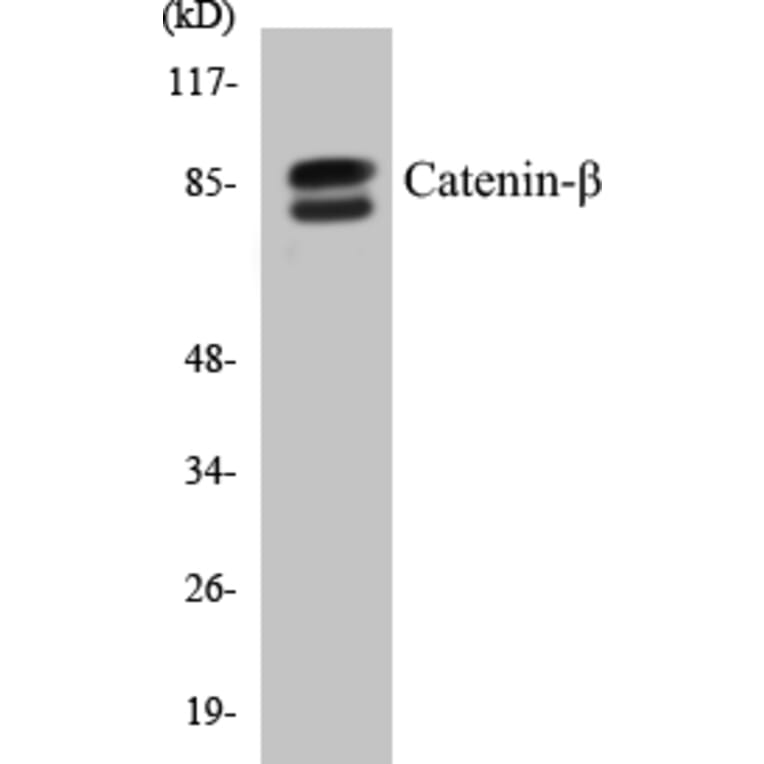 Western Blot - beta Catenin Cell Based ELISA Kit (CB5106) - Antibodies.com