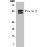 Western Blot - beta Catenin Cell Based ELISA Kit (CB5106) - Antibodies.com