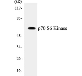 Western Blot - p70S6 Kinase Cell Based ELISA Kit (CB5523) - Antibodies.com