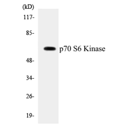 Western Blot - p70S6 Kinase Cell Based ELISA Kit (CB5523) - Antibodies.com