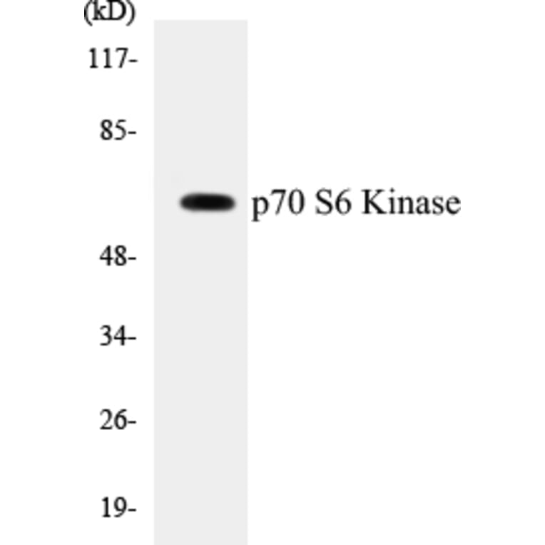 Western Blot - p70S6 Kinase Cell Based ELISA Kit (CB5523) - Antibodies.com