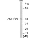 Western Blot - AKT1 + 2 + 3 Cell Based ELISA Kit (CB6149) - Antibodies.com