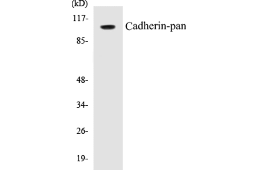 Western Blot - Cadherin-pan Cell Based ELISA Kit (CB5085) - Antibodies.com