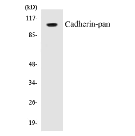 Western Blot - Cadherin-pan Cell Based ELISA Kit (CB5085) - Antibodies.com