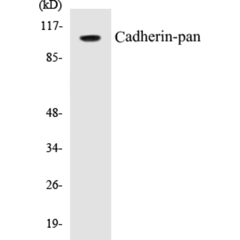 Western Blot - Cadherin-pan Cell Based ELISA Kit (CB5085) - Antibodies.com