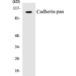 Western Blot - Cadherin-pan Cell Based ELISA Kit (CB5085) - Antibodies.com