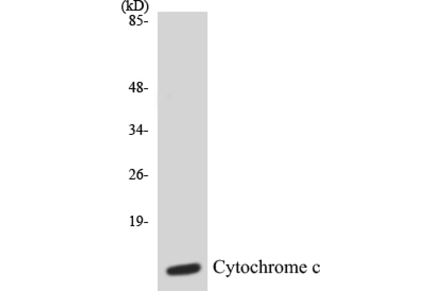 Western Blot - Cytochrome C Cell Based ELISA Kit (CB5195) - Antibodies.com