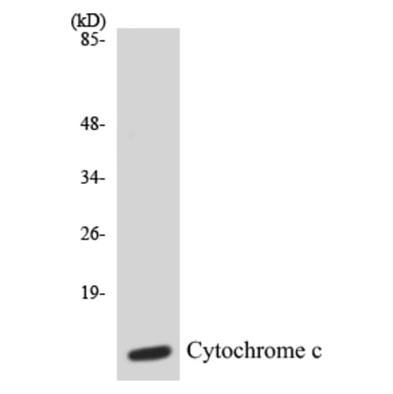 Western Blot - Cytochrome C Cell Based ELISA Kit (CB5195) - Antibodies.com