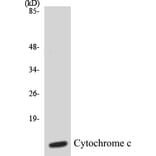 Western Blot - Cytochrome C Cell Based ELISA Kit (CB5195) - Antibodies.com