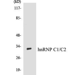 Western Blot - hnRNPC1 + C2 Cell Based ELISA Kit (CB5338) - Antibodies.com