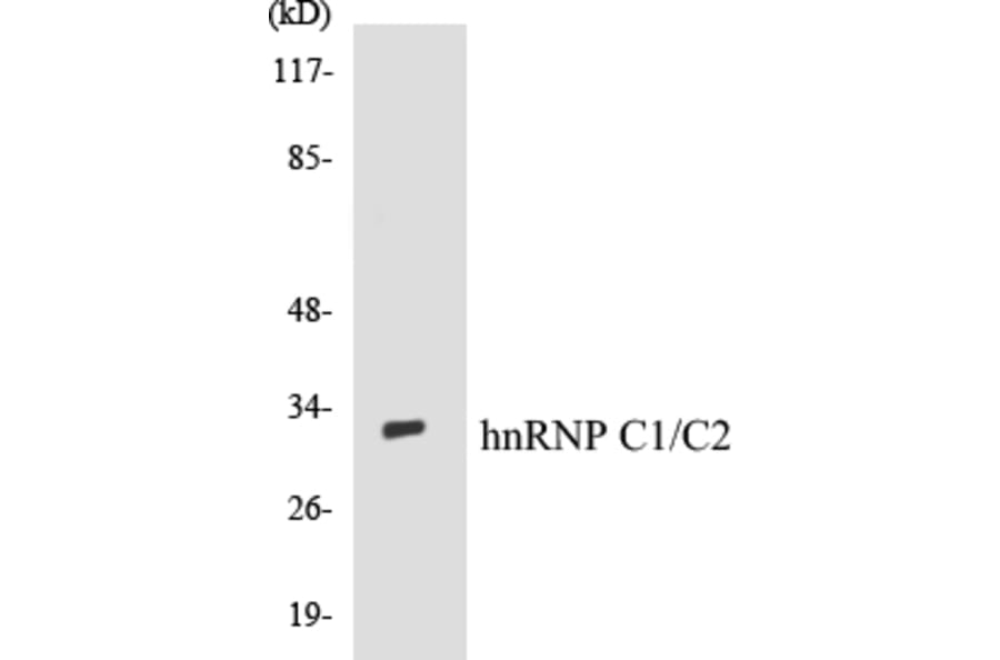 Western Blot - hnRNPC1 + C2 Cell Based ELISA Kit (CB5338) - Antibodies.com