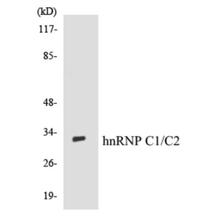 Western Blot - hnRNPC1 + C2 Cell Based ELISA Kit (CB5338) - Antibodies.com