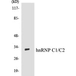 Western Blot - hnRNPC1 + C2 Cell Based ELISA Kit (CB5338) - Antibodies.com
