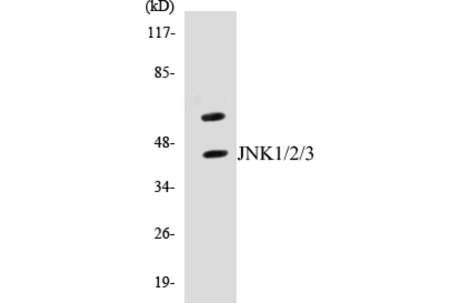 Western Blot - JNK1 + 2 + 3 Cell Based ELISA Kit (CB5389) - Antibodies.com