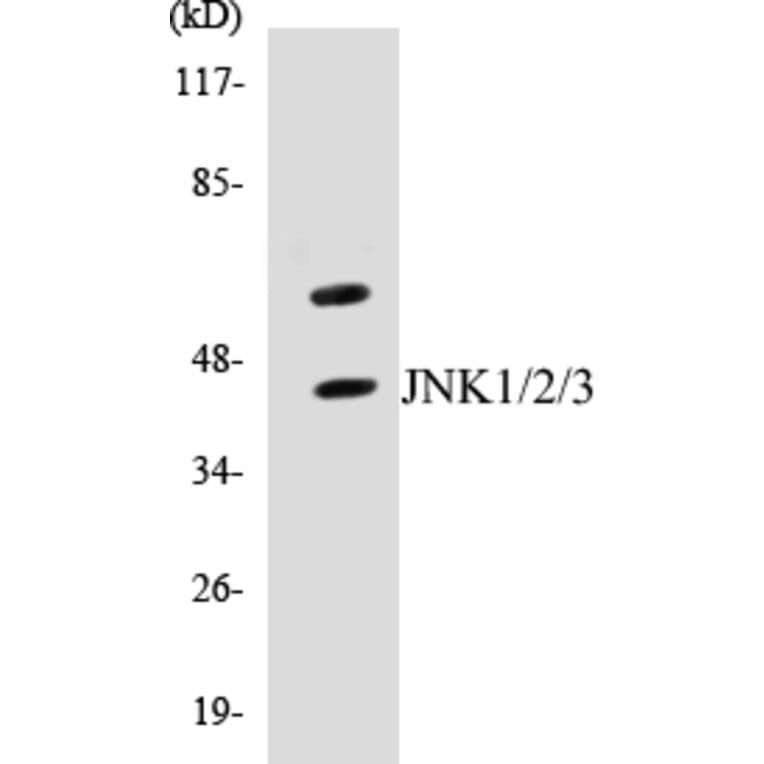 Western Blot - JNK1 + 2 + 3 Cell Based ELISA Kit (CB5389) - Antibodies.com