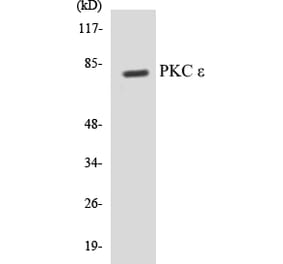 Western Blot - PKC epilison Cell Based ELISA Kit (CB5564) - Antibodies.com