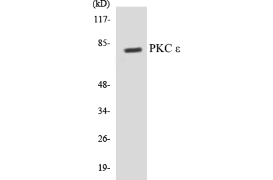 Western Blot - PKC epilison Cell Based ELISA Kit (CB5564) - Antibodies.com
