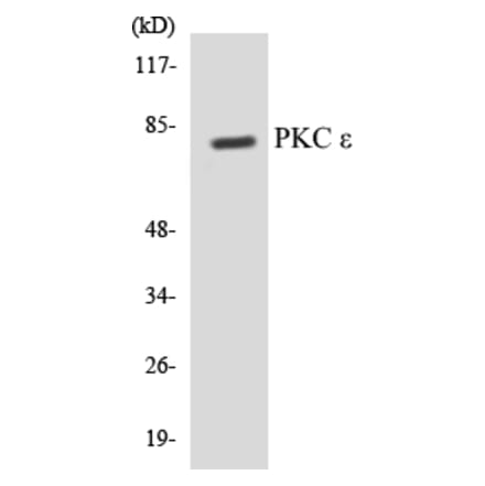 Western Blot - PKC epilison Cell Based ELISA Kit (CB5564) - Antibodies.com