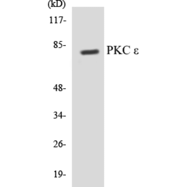 Western Blot - PKC epilison Cell Based ELISA Kit (CB5564) - Antibodies.com