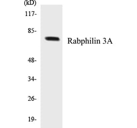 Western Blot - Rabphilin 3A Cell Based ELISA Kit (CB5596) - Antibodies.com