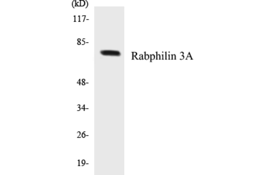 Western Blot - Rabphilin 3A Cell Based ELISA Kit (CB5596) - Antibodies.com