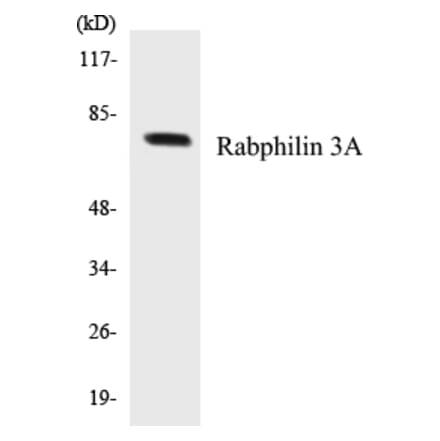 Western Blot - Rabphilin 3A Cell Based ELISA Kit (CB5596) - Antibodies.com