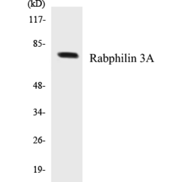 Western Blot - Rabphilin 3A Cell Based ELISA Kit (CB5596) - Antibodies.com