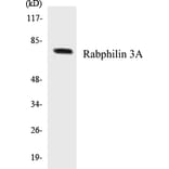 Western Blot - Rabphilin 3A Cell Based ELISA Kit (CB5596) - Antibodies.com