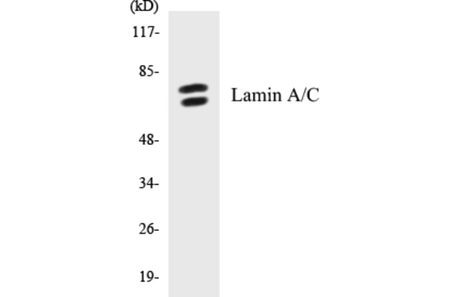 Western Blot - Lamin A + C Cell Based ELISA Kit (CB5413) - Antibodies.com