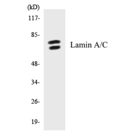 Western Blot - Lamin A + C Cell Based ELISA Kit (CB5413) - Antibodies.com