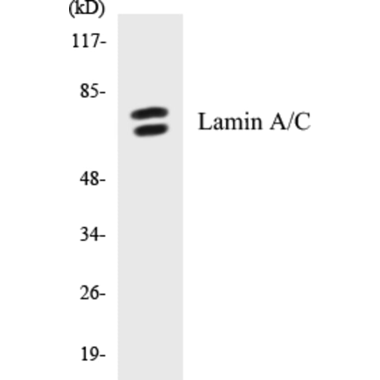 Western Blot - Lamin A + C Cell Based ELISA Kit (CB5413) - Antibodies.com