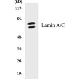 Western Blot - Lamin A + C Cell Based ELISA Kit (CB5413) - Antibodies.com