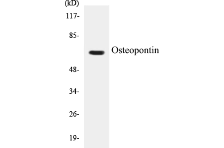 Western Blot - Osteopontin Cell Based ELISA Kit (CB5504) - Antibodies.com