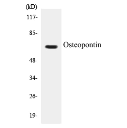 Western Blot - Osteopontin Cell Based ELISA Kit (CB5504) - Antibodies.com