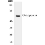 Western Blot - Osteopontin Cell Based ELISA Kit (CB5504) - Antibodies.com