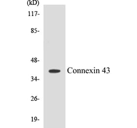 Western Blot - Connexin 43 Cell Based ELISA Kit (CB5162) - Antibodies.com