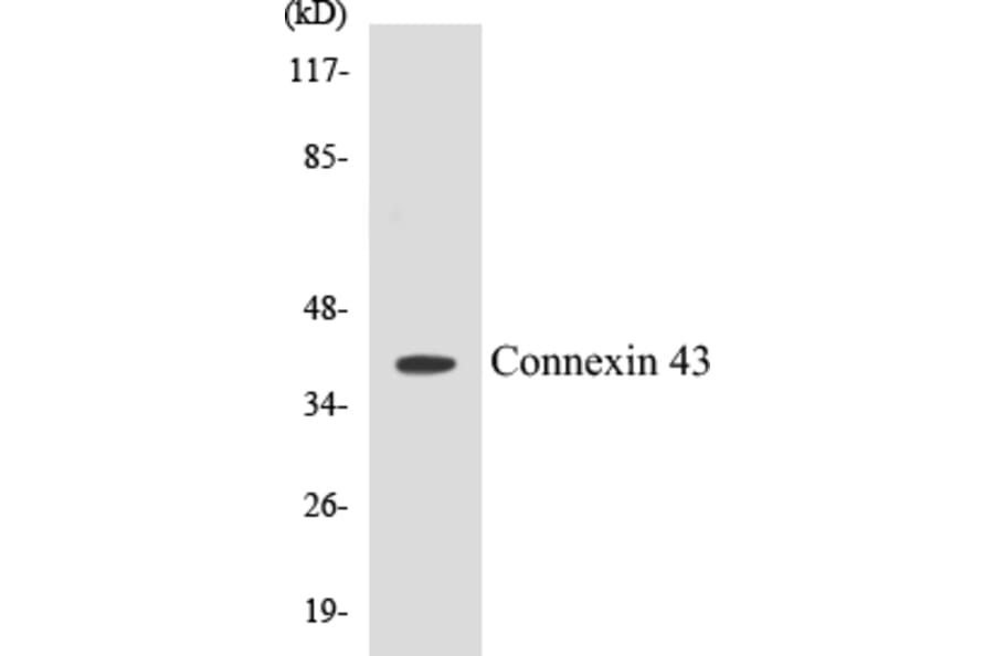 Western Blot - Connexin 43 Cell Based ELISA Kit (CB5162) - Antibodies.com