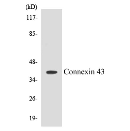 Western Blot - Connexin 43 Cell Based ELISA Kit (CB5162) - Antibodies.com