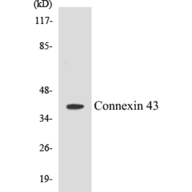 Western Blot - Connexin 43 Cell Based ELISA Kit (CB5162) - Antibodies.com