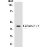 Western Blot - Connexin 43 Cell Based ELISA Kit (CB5162) - Antibodies.com